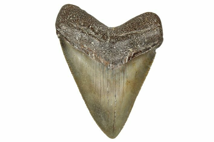 Serrated, Juvenile Megalodon Tooth - North Carolina #355869